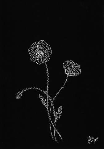 Poppies Drawing by artist Silvena Toncheva